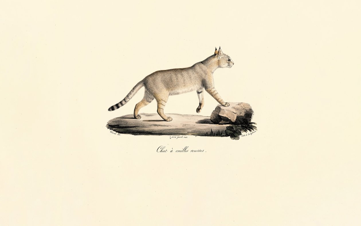 Karakal von Jacques Christophe Werner