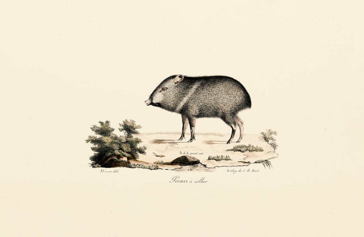 Nabelschwein von Jacques Christophe Werner