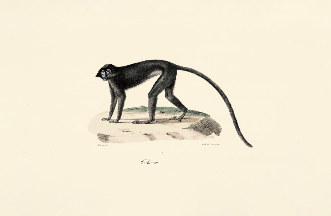 Colobusaffe (Colobus guereza) von Jacques Christophe Werner