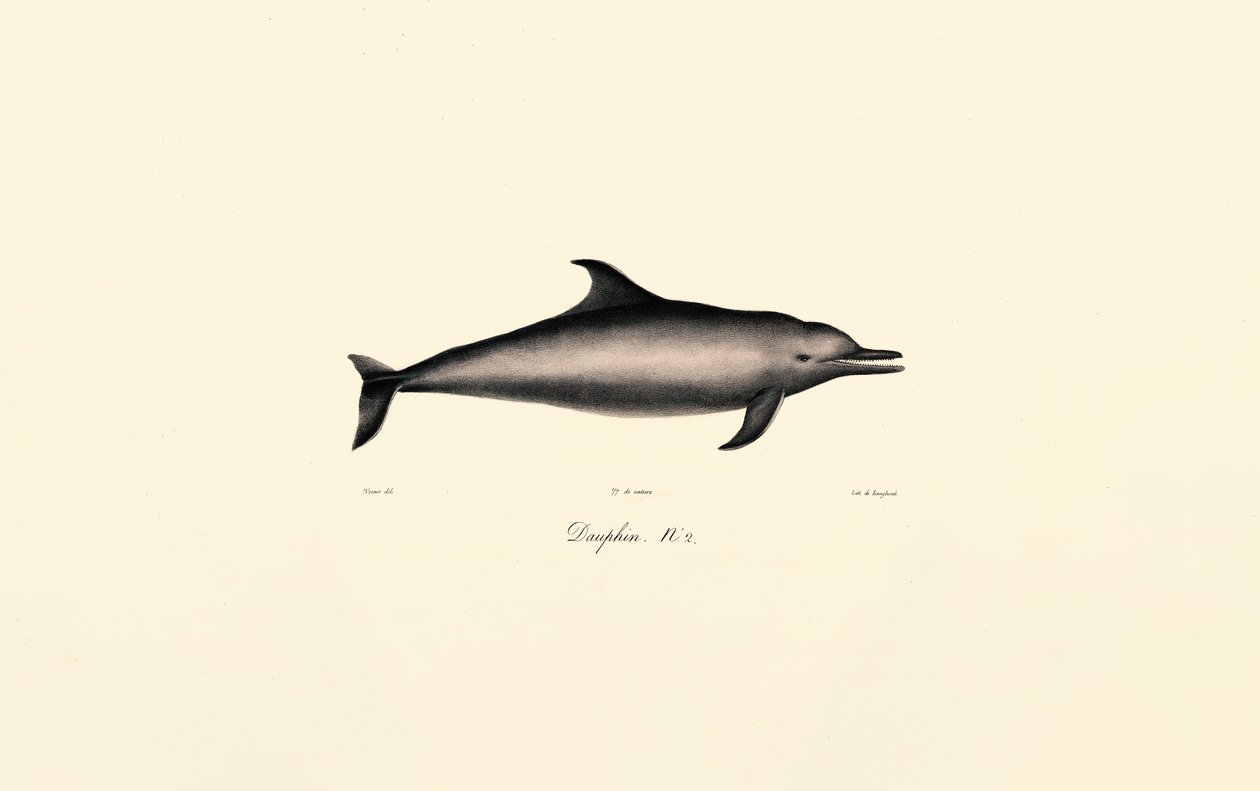 Gewöhnlicher Delfin von Jacques Christophe Werner