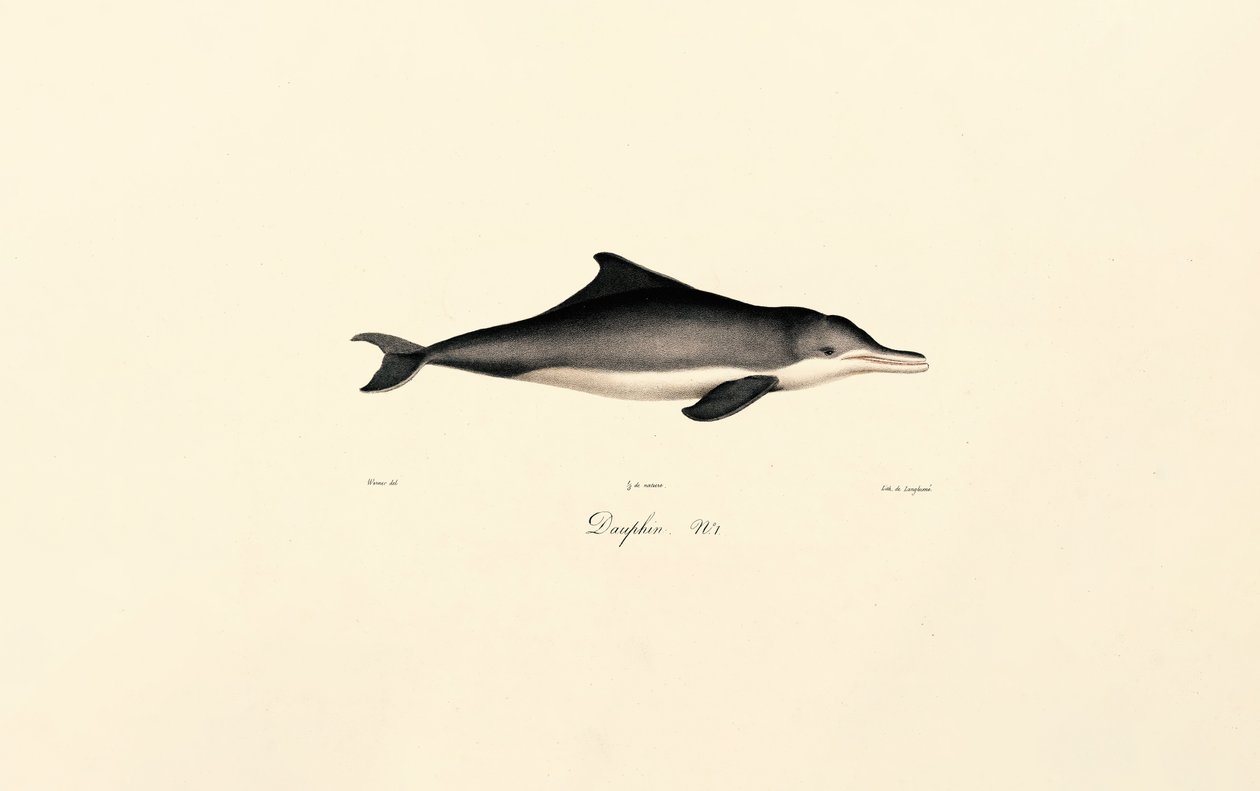 Gewöhnlicher Delfin (Delphinus delphis) von Jacques Christophe Werner