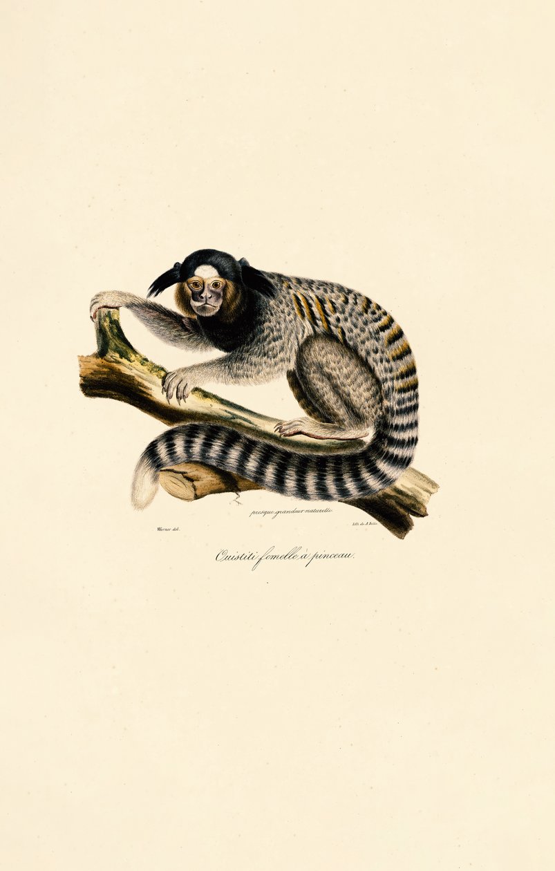 Gewöhnlicher Marmoset (weiblich) von Jacques Christophe Werner