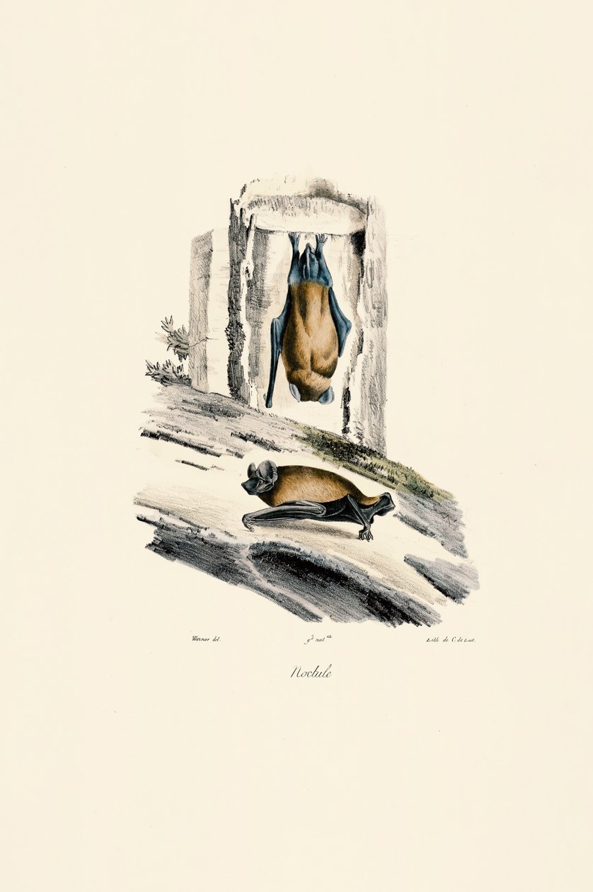 Großer Abendsegler von Jacques Christophe Werner