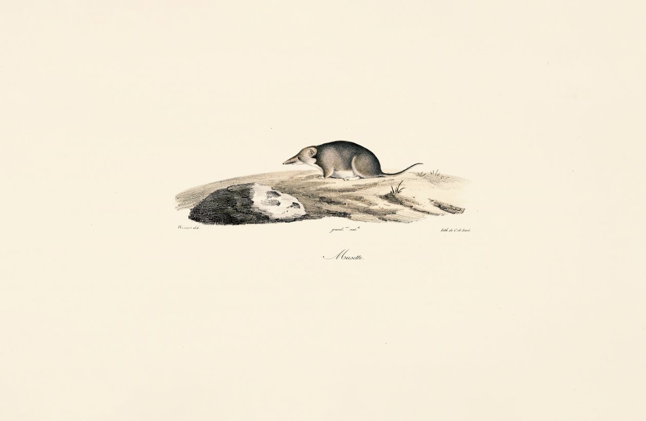 Waldspitzmaus von Jacques Christophe Werner