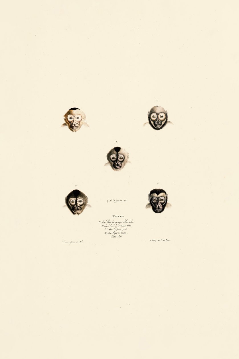 Vergleichende Gesichter verschiedener Affenarten von Jacques Christophe Werner