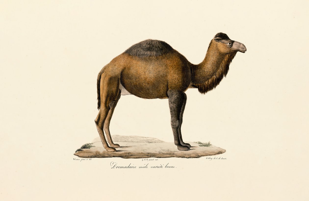 Dromedar, braune Variante von Jacques Christophe Werner
