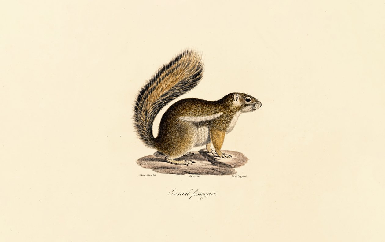 Östlicher Streifenhörnchen von Jacques Christophe Werner