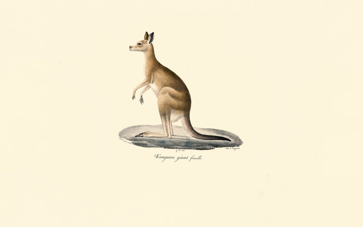 Östliches Graues Känguru (Weibchen) von Jacques Christophe Werner