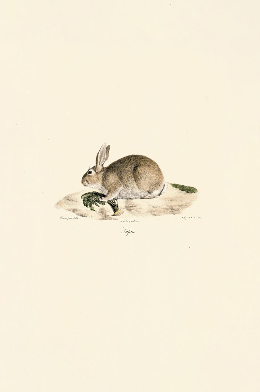 Europäisches Kaninchen (Lapin) von Jacques Christophe Werner
