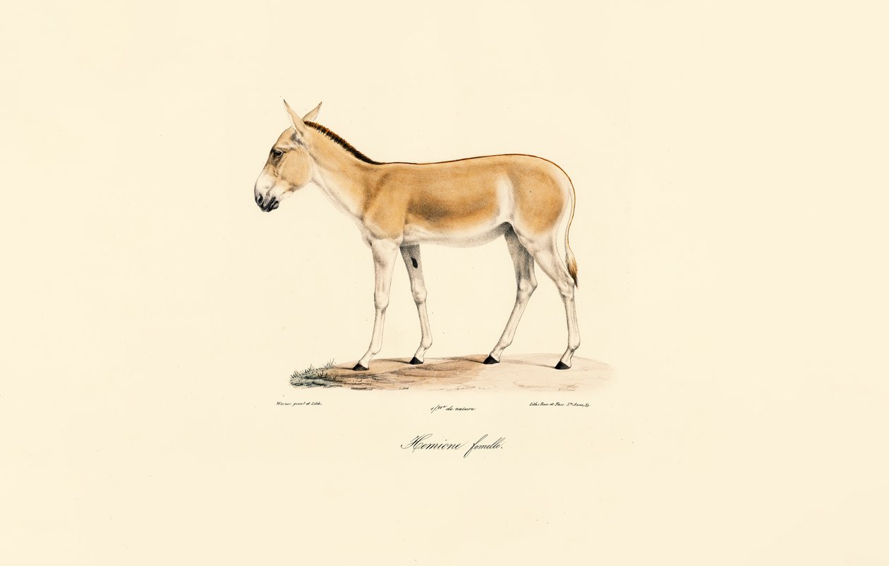 Weiblicher Asiatischer Wildesel von Jacques Christophe Werner