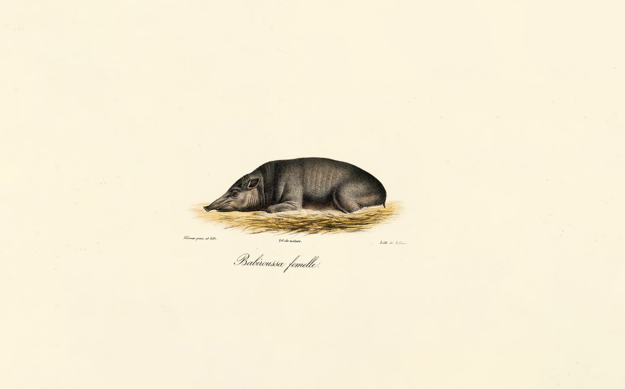 Weibliche Babirusa von Jacques Christophe Werner