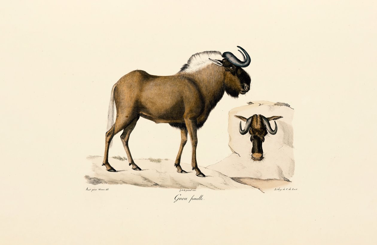 Weibliches Streifengnu von Jacques Christophe Werner