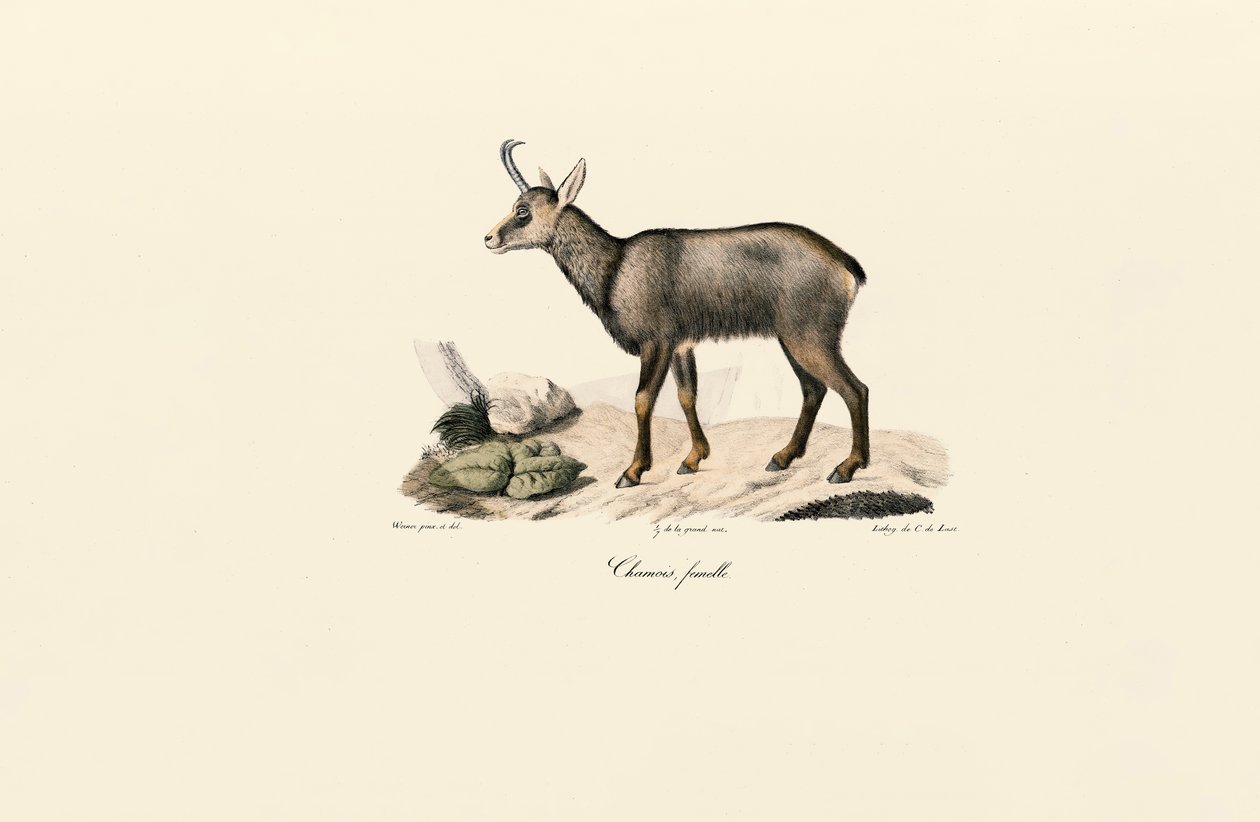 Weibliche Gämse von Jacques Christophe Werner