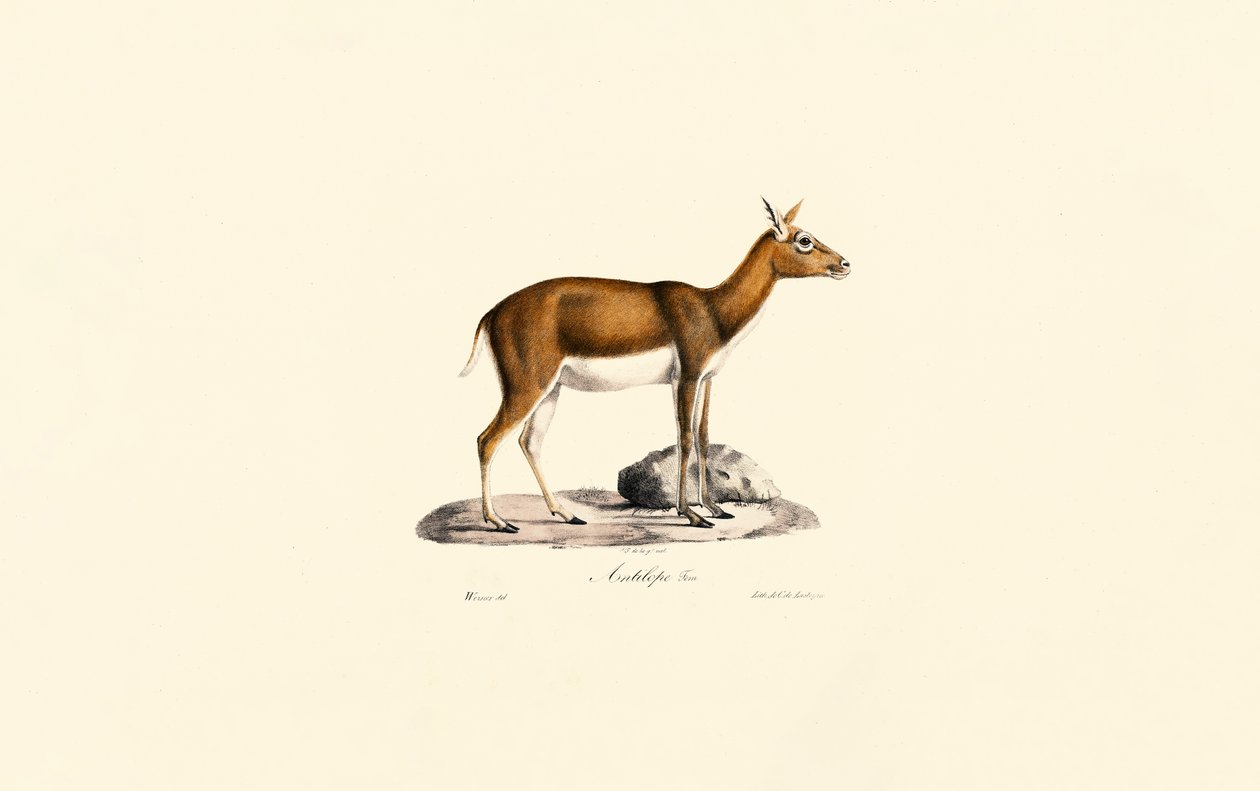 Weibliche Kropfgazelle von Jacques Christophe Werner
