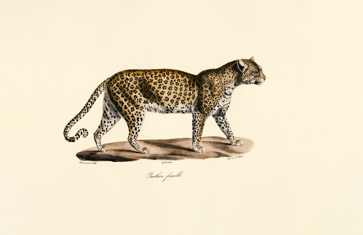 Weiblicher Leopard von Jacques Christophe Werner
