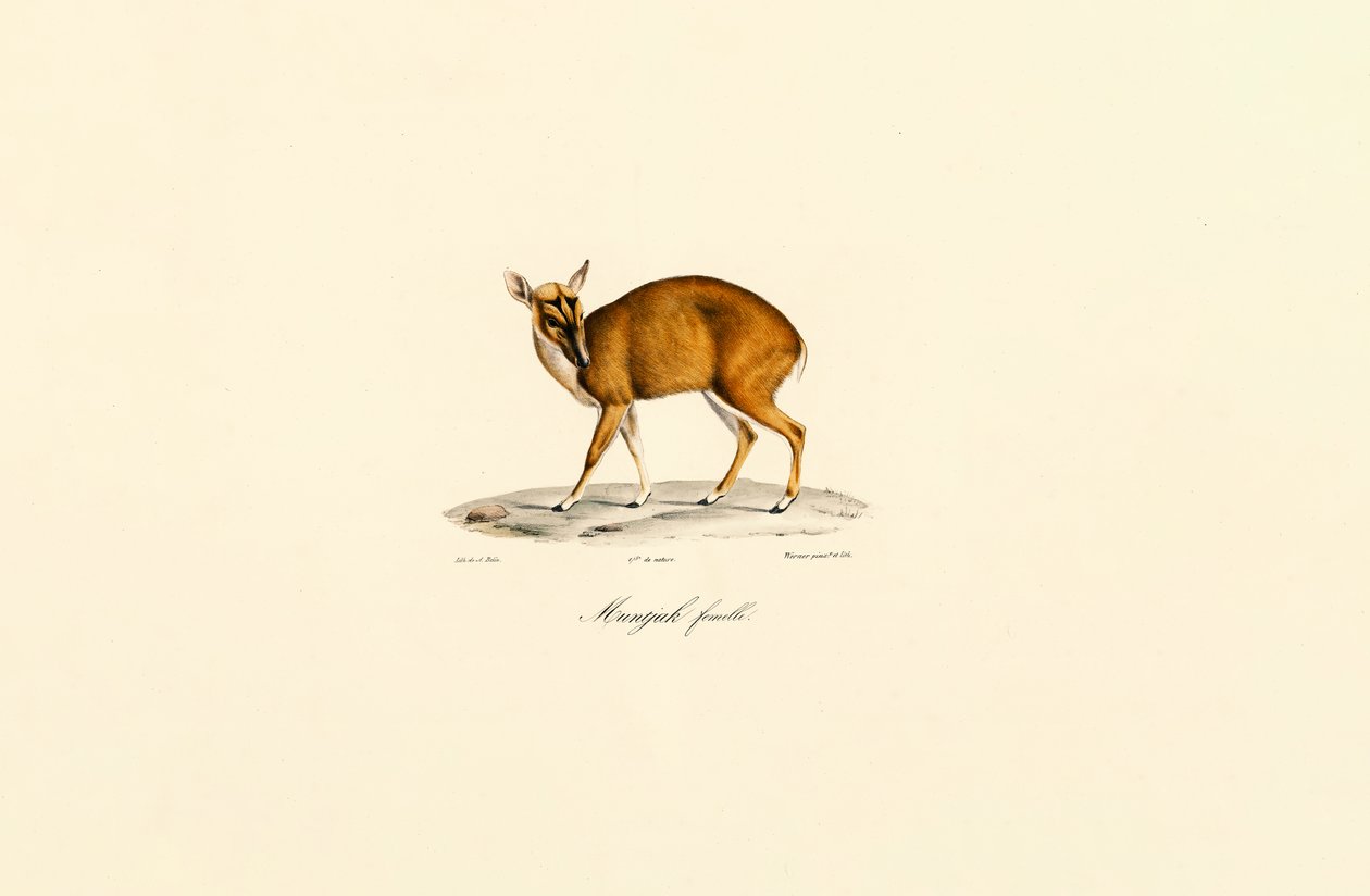 Weiblicher Muntjak von Jacques Christophe Werner