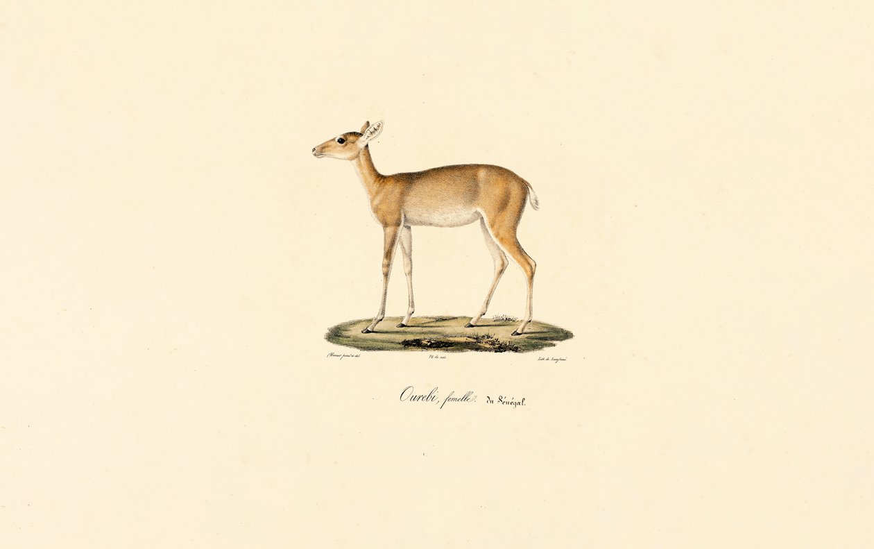 Weibliche Oribi-Antilope von Jacques Christophe Werner