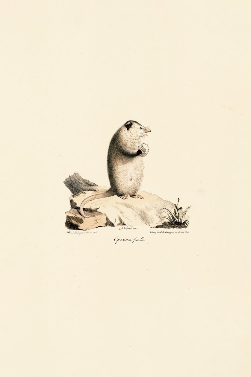 Weibliches Virginia-Opossum von Jacques Christophe Werner
