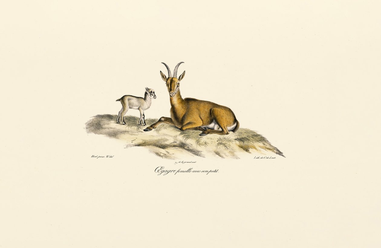 Weibliche Wildziege mit Jungem von Jacques Christophe Werner