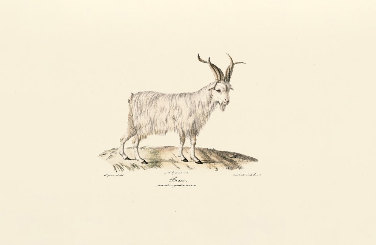 Vierhörnige Hausziege von Jacques Christophe Werner
