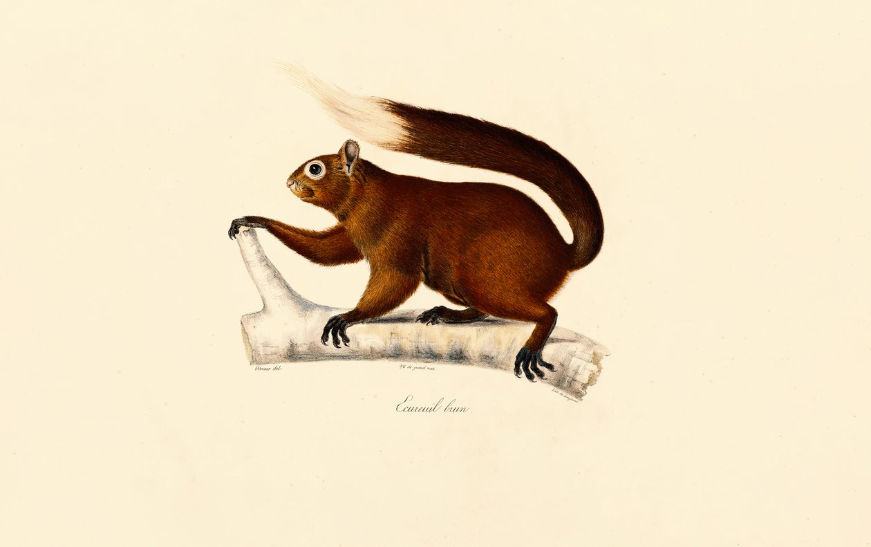 Fuchshörnchen von Jacques Christophe Werner