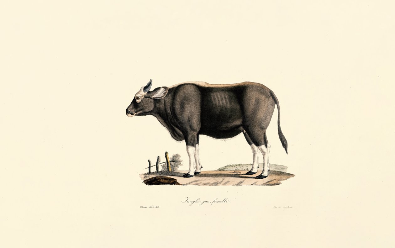 Gaur Weiblich von Jacques Christophe Werner