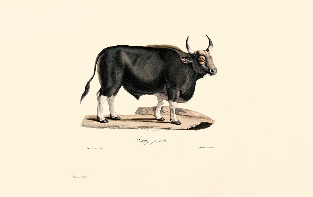 Gaur Männlich von Jacques Christophe Werner