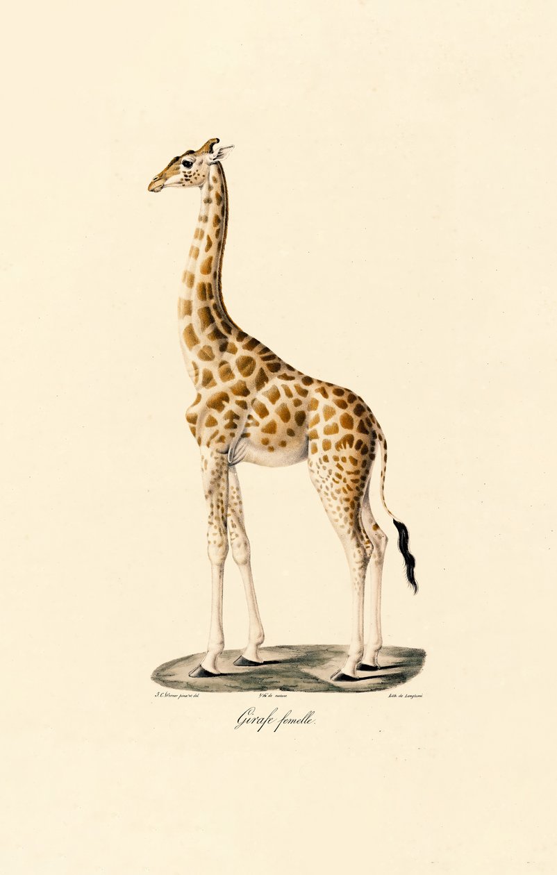Giraffe (Weiblich) von Jacques Christophe Werner