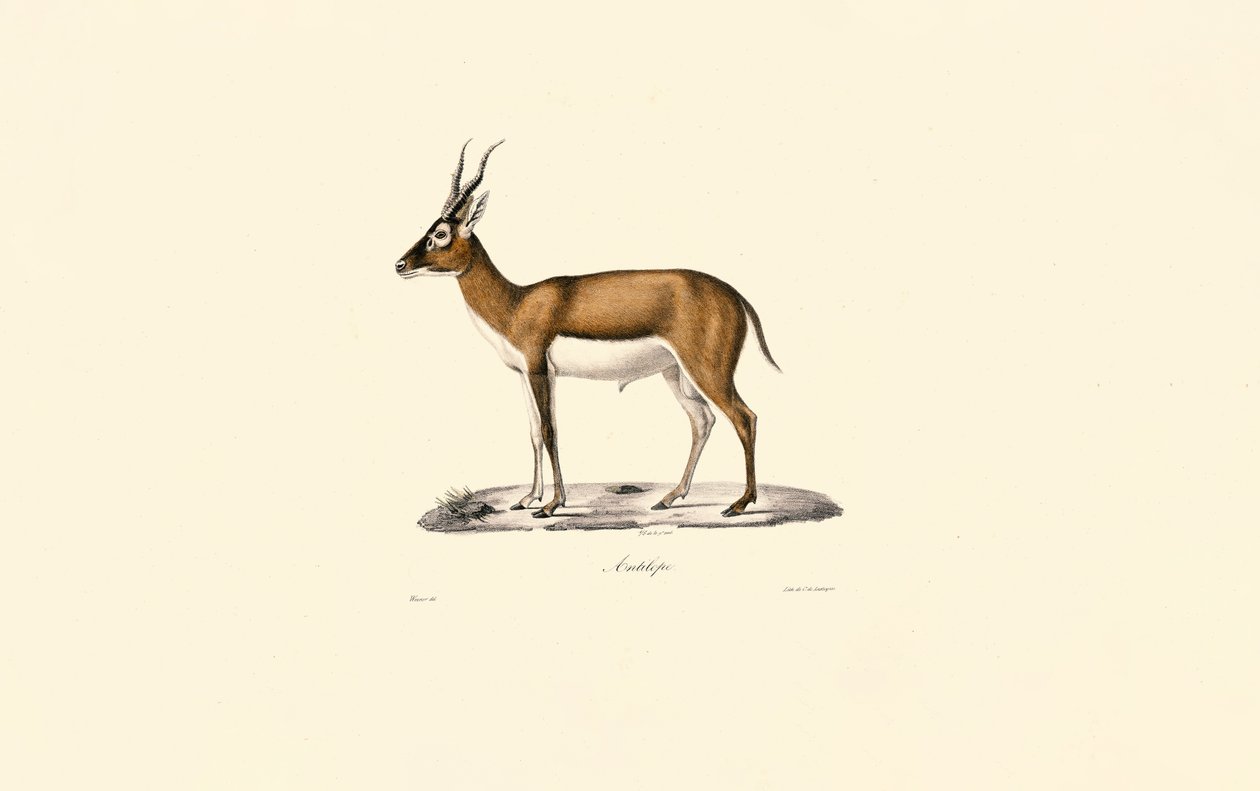 Kropfgazelle von Jacques Christophe Werner