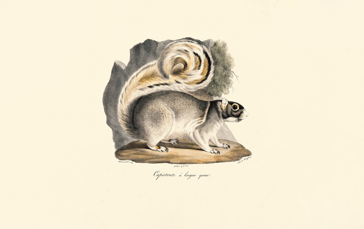 Goldmantel-Ziesel von Jacques Christophe Werner