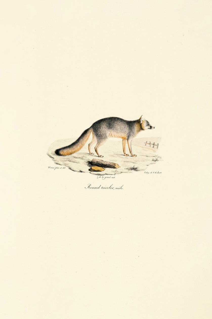 Graufuchs Männlich (Urocyon cinereoargenteus) von Jacques Christophe Werner