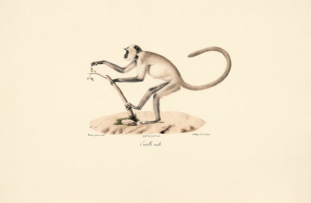 Grauer Hanuman-Langur von Jacques Christophe Werner