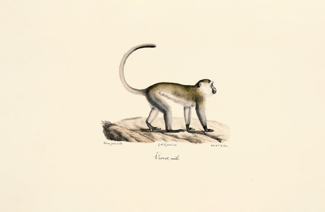 Grüner Meerkatze (Chlorocebus sabaeus) von Jacques Christophe Werner