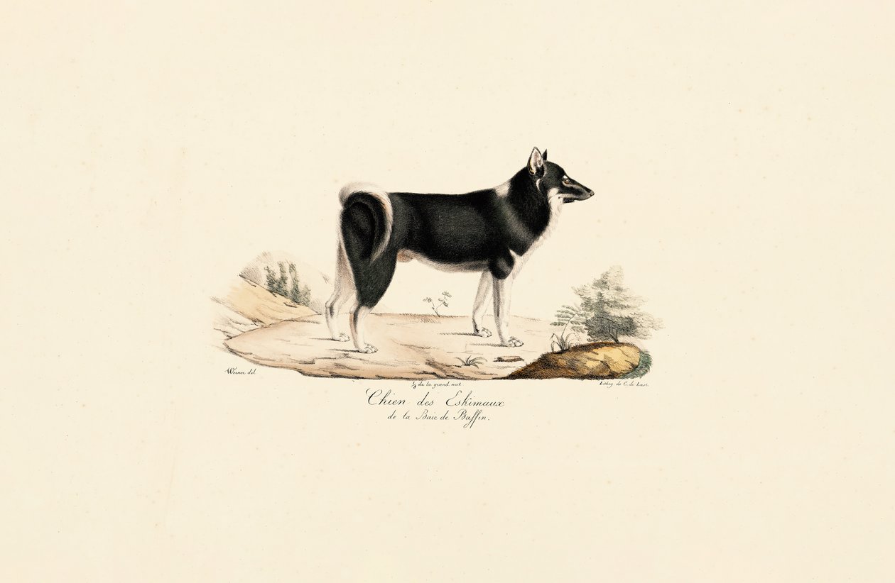 Grönlandhund von Jacques Christophe Werner