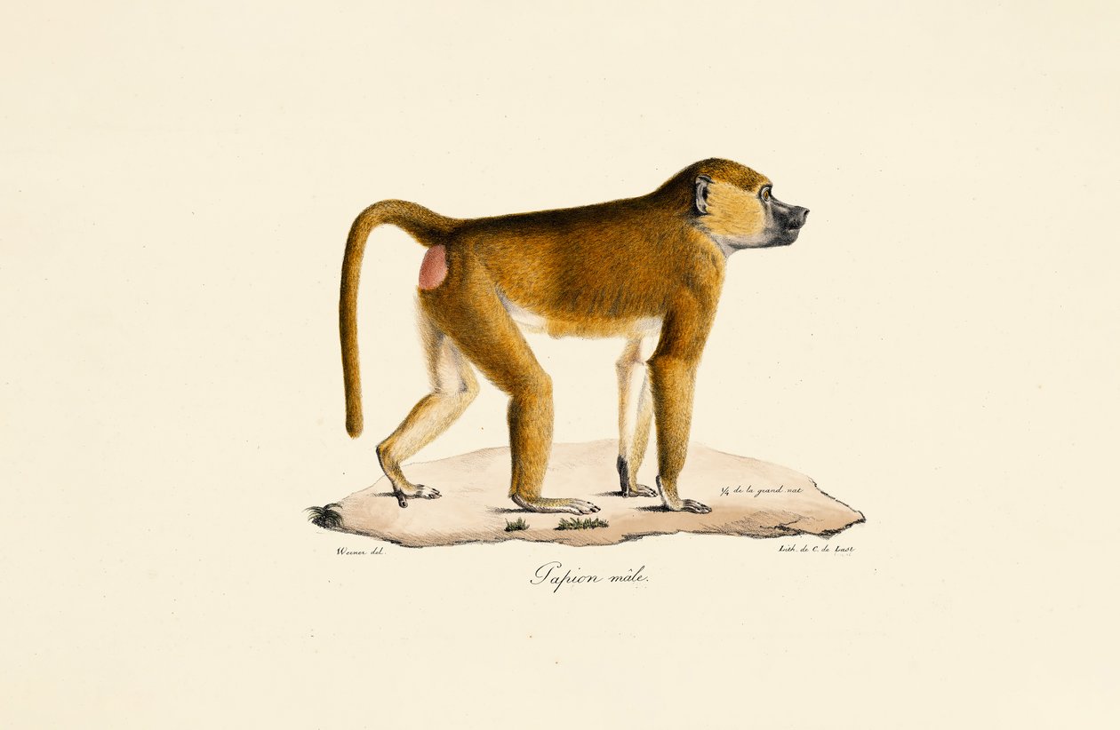 Guinea-Pavian (männlich) von Jacques Christophe Werner