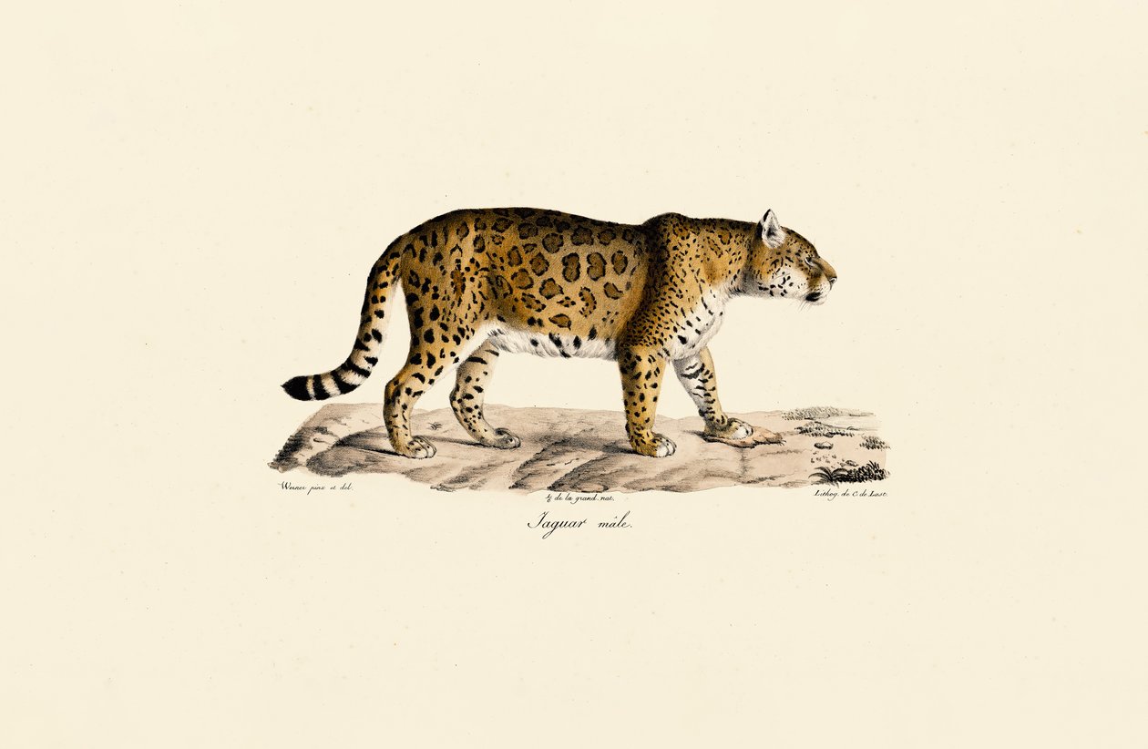 Jaguar (Männlich) in Seitenansicht von Jacques Christophe Werner