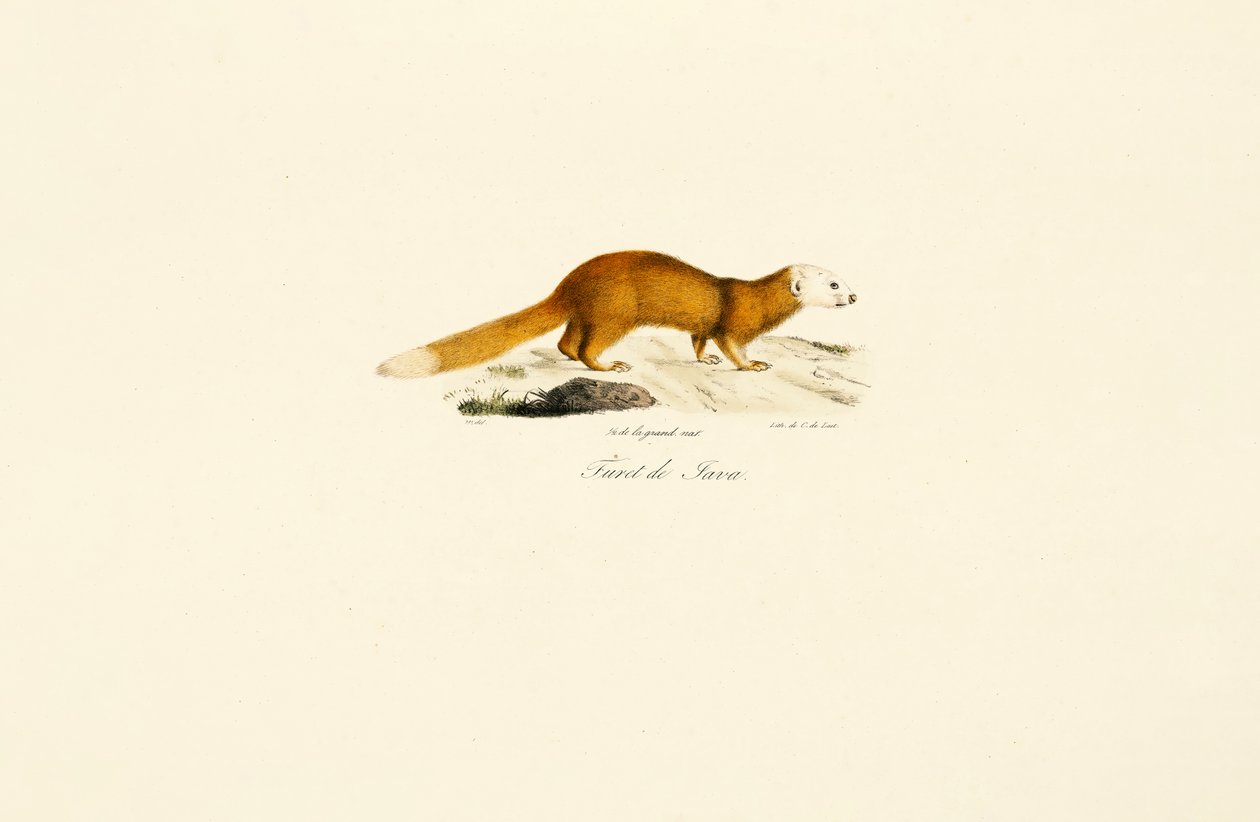 Javanischer Frettdachs von Jacques Christophe Werner