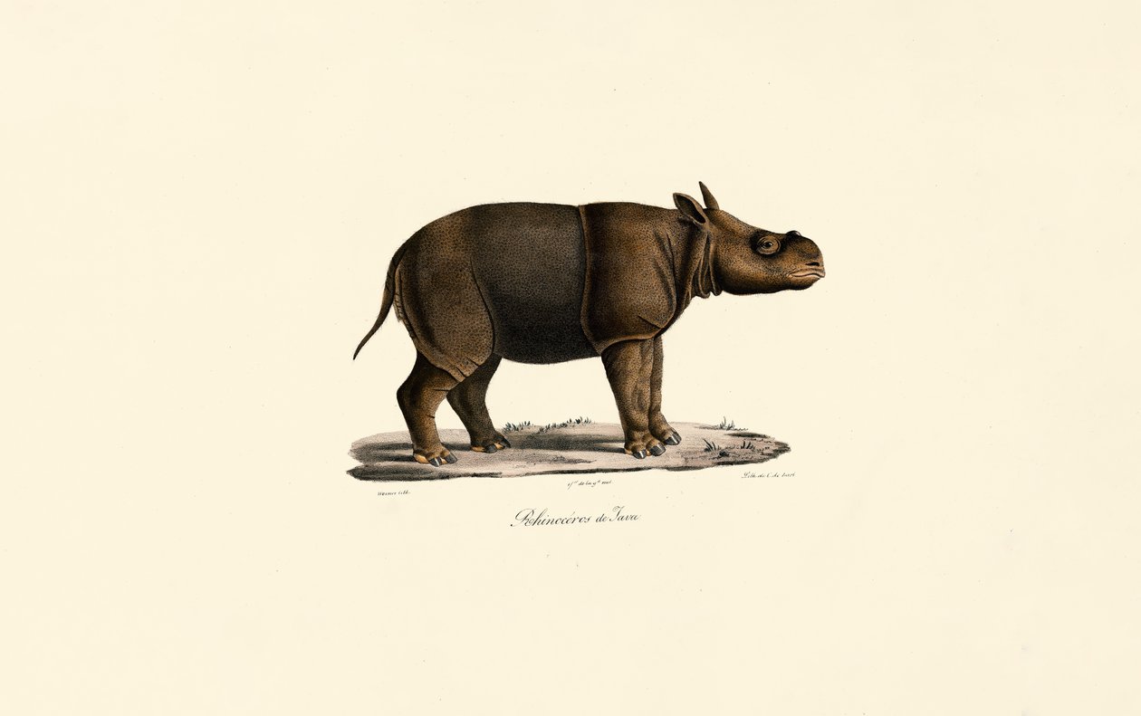 Javanisches Nashorn von Jacques Christophe Werner
