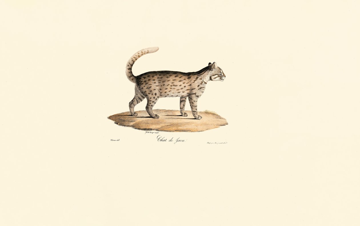 Leopardkatze (Prionailurus bengalensis) von Jacques Christophe Werner