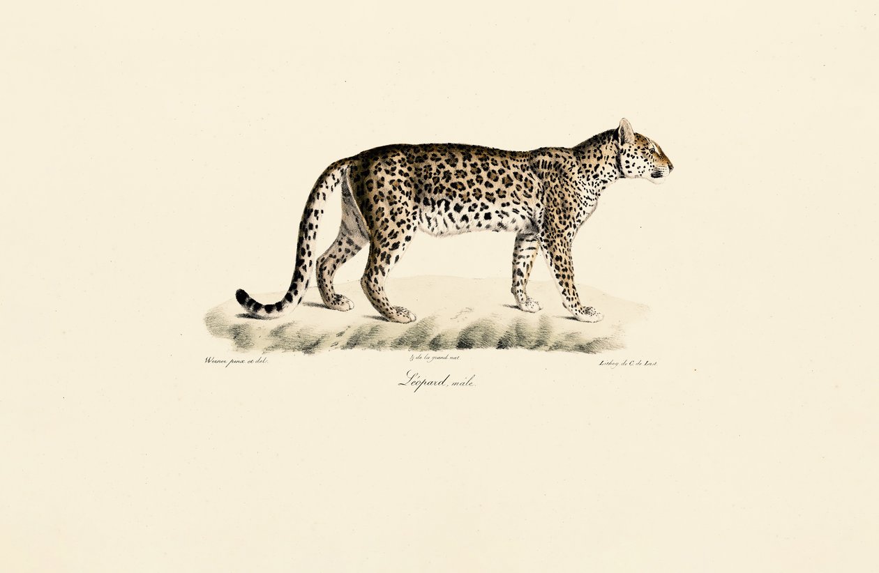 Leopard, männlich von Jacques Christophe Werner