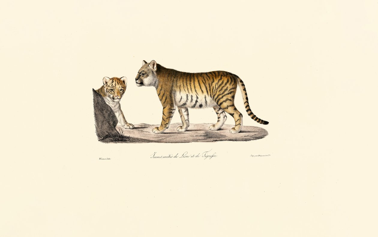 Löwen-Tiger-Hybrid von Jacques Christophe Werner