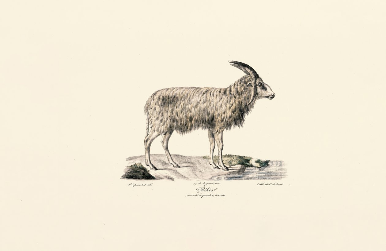 Langhaarziege von Jacques Christophe Werner