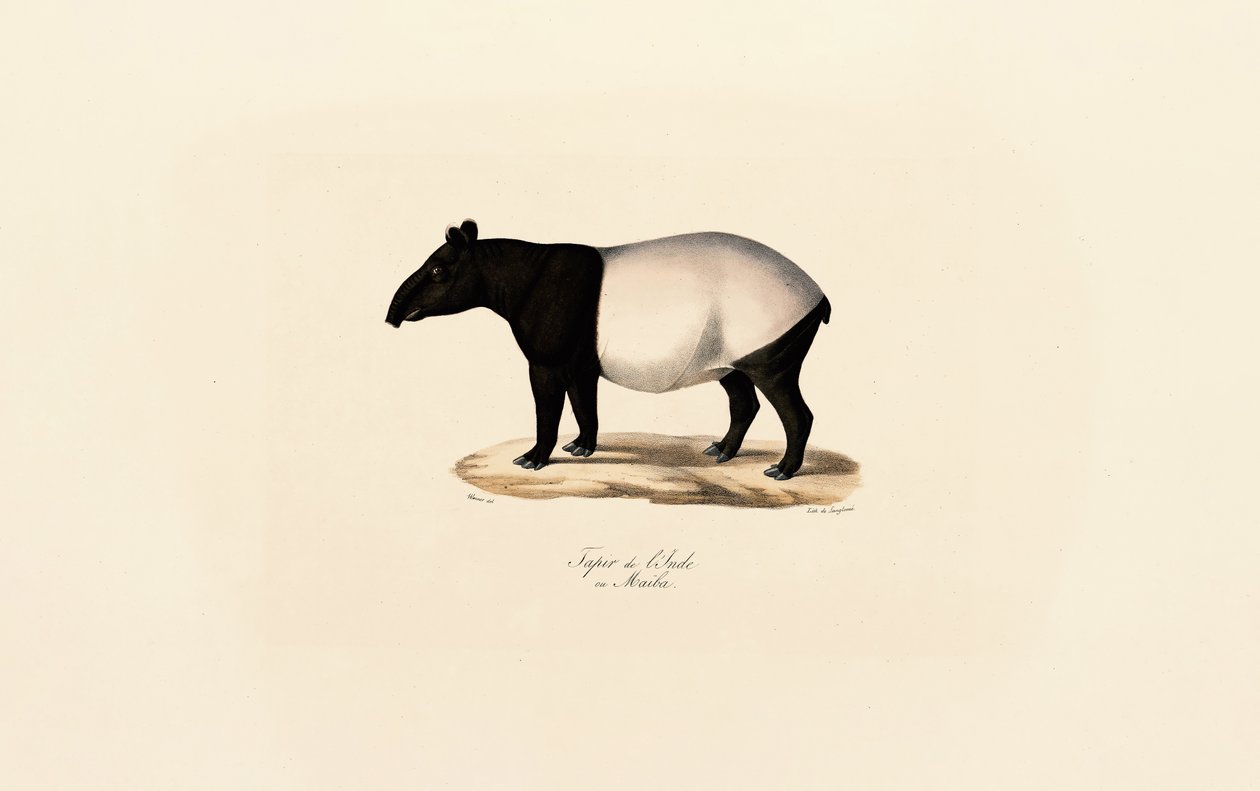 Malaiischer Tapir von Jacques Christophe Werner