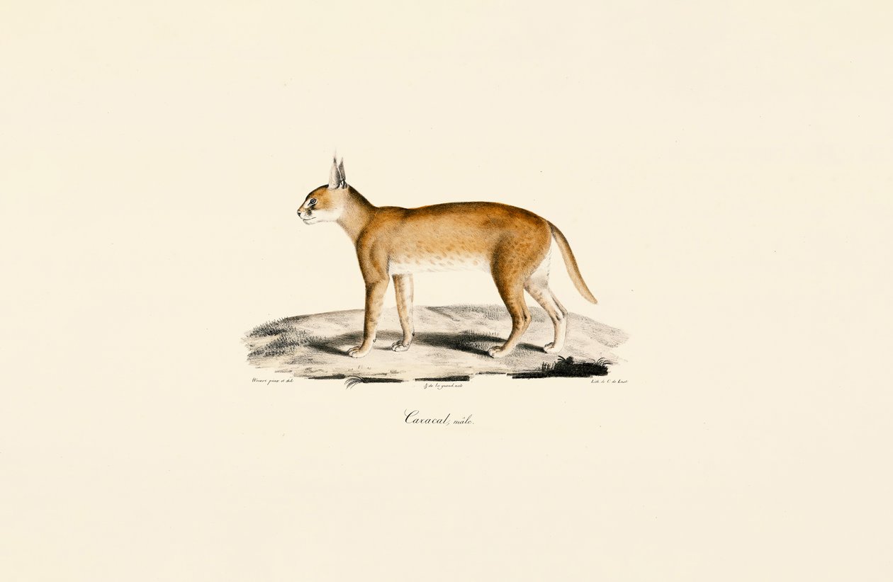 Männlicher Karakal von Jacques Christophe Werner