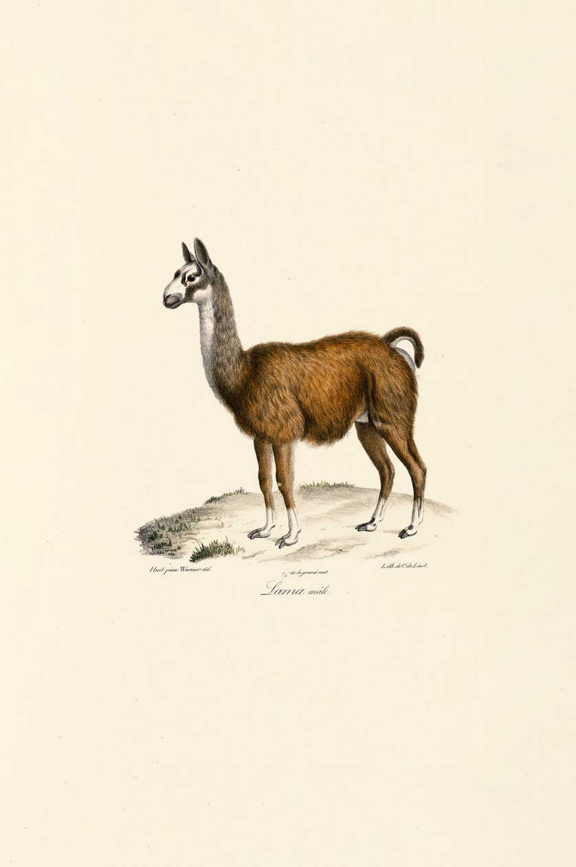 Männliches Lama von Jacques Christophe Werner