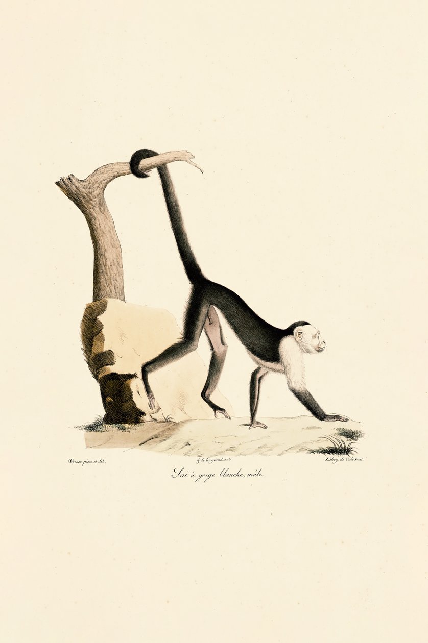 Männlicher Weißkehl-Kapuziner von Jacques Christophe Werner