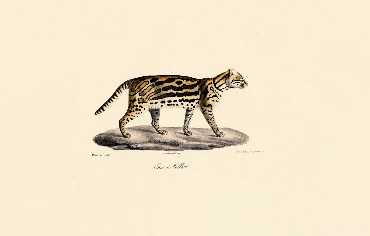 Margay-Katze von Jacques Christophe Werner