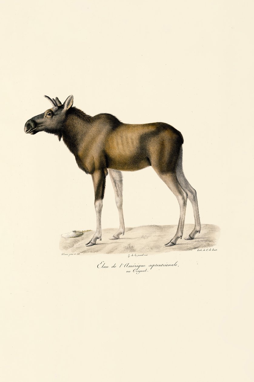 Elch von Jacques Christophe Werner