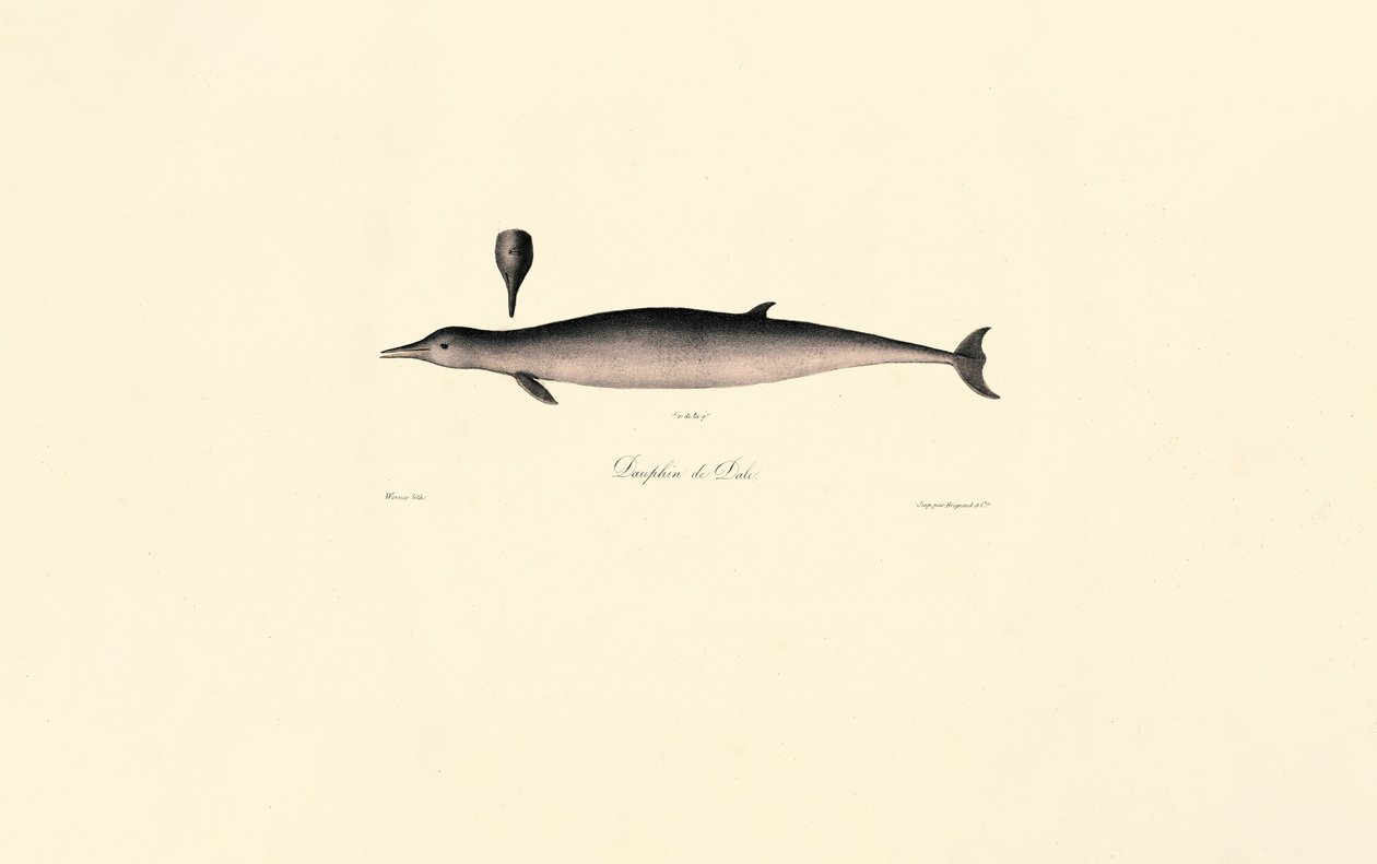 Nördlicher Entenwal von Jacques Christophe Werner