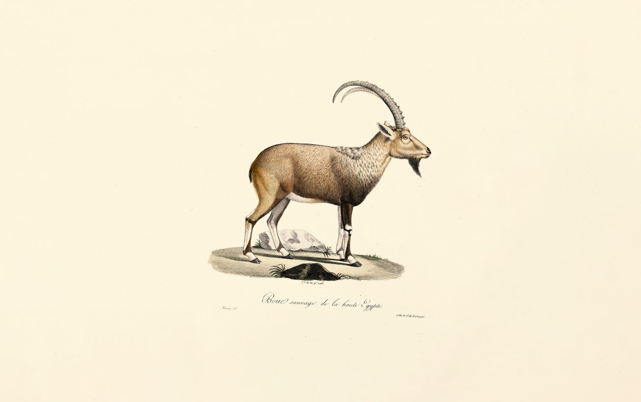 Nubischer Steinbock von Jacques Christophe Werner